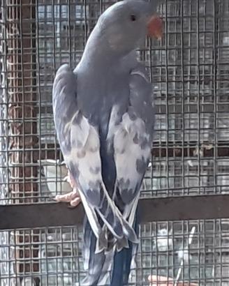 Parrocchetto dal collare