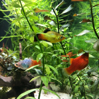 Pesce Platy