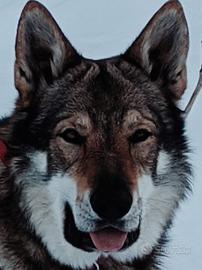 Stallone in accoppiamento