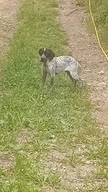 Bracco pointer da tartufo