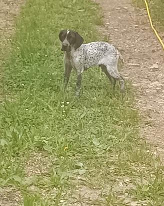Bracco pointer da tartufo