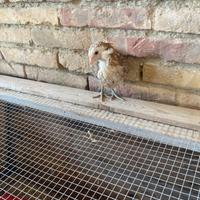 Galline ornamentali auracana