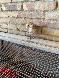 Galline ornamentali auracana