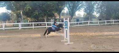 Pony femmina