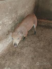 Cinghiale