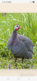 Faraona e galline