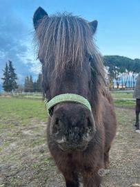Pony shetland nero