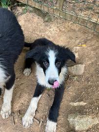 Cucciolo di Border Collie
