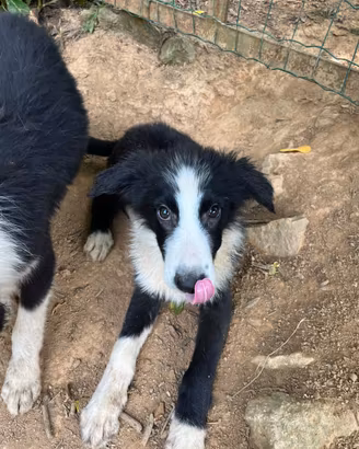 Cucciolo di Border Collie