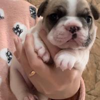 Bulldog francese esotico EXCLUSIVE