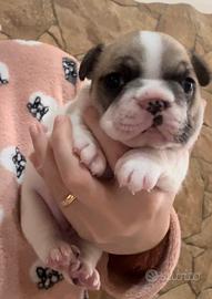 Bulldog francese esotico EXCLUSIVE