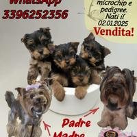 Yorkschire terrier sicilia