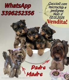 Yorkschire terrier sicilia
