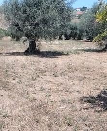 Terreno agricolo