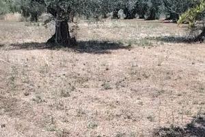Terreno agricolo