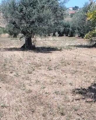 Terreno agricolo