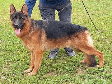 Pastore Tedesco maschio