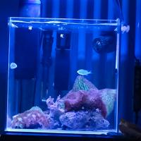 acquario 