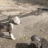 Cucciolo di AmStaff