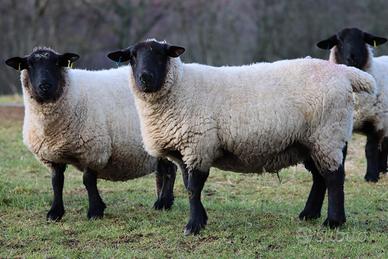 Pecore e agnelli suffolk