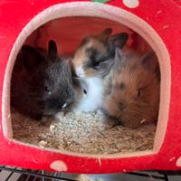 Cuccioli di coniglio