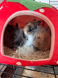 Cuccioli di coniglio
