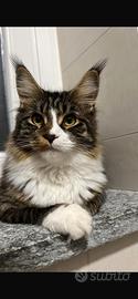 Maine coon