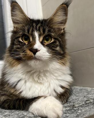 Maine coon