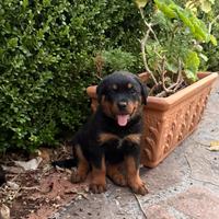 Cuccioli di rottweiler
