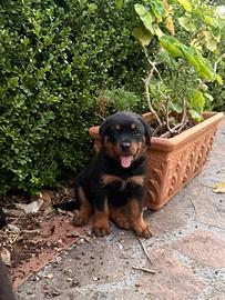 Cuccioli di rottweiler