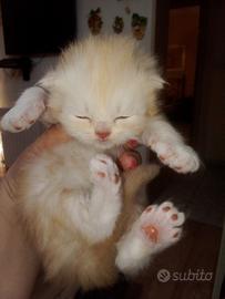 Cuccioli di persiano di circa 20 giorni