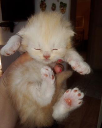 Cuccioli di persiano di circa 20 giorni