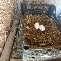 Uov di gallin biologiche