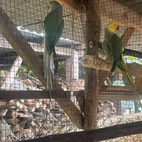 Coppia di collari cleartil