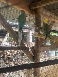 Coppia di collari cleartil