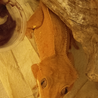 Vendita geco ciliatus