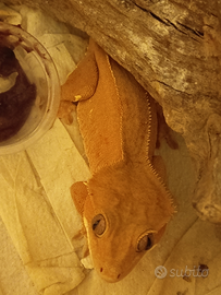 Vendita geco ciliatus