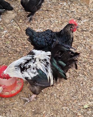 Marans gallo gallina consegno italia