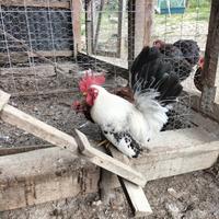 Gallo Nagasaki