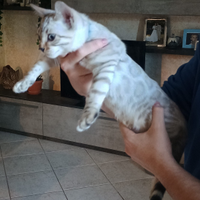 Cucciolo gatto del bengala snow disponibile da sub