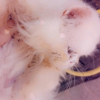 Occhi speciali chinchilla