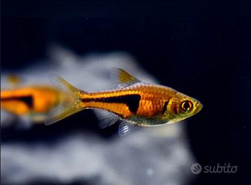Rasbora espei