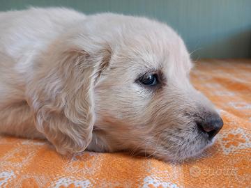 Golden Retriver