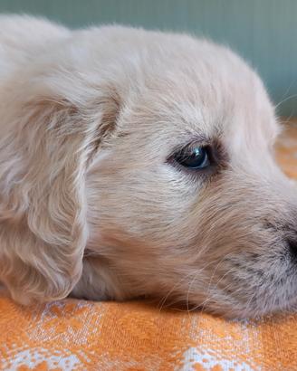 Golden Retriver