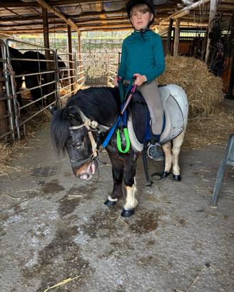 Pony