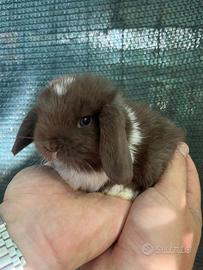 Coniglio nano