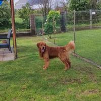 Golden retriever americano maschio con pedigree