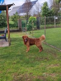 Golden retriever americano maschio con pedigree