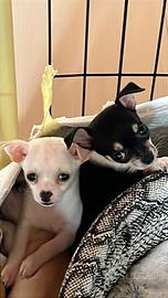 Cuccioli di chihuahua
