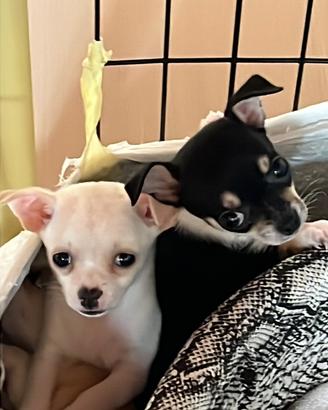 Cuccioli di chihuahua